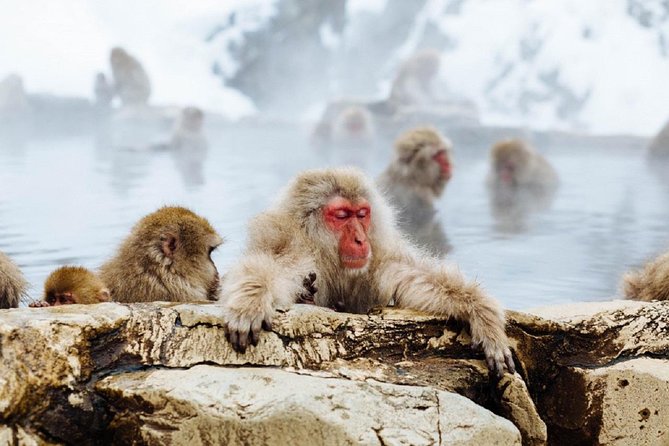 1-Day Snow Monkeys & Snow Fun in Shiga Kogen Tour - Shiga Kogen: snow play with an Olympic backdrop