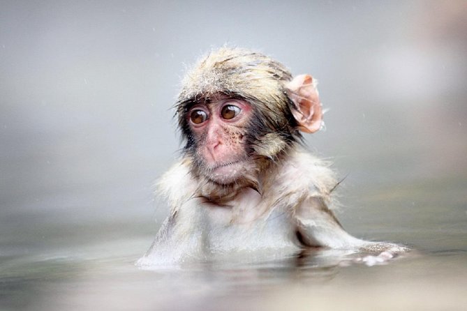 1-Day Snow Monkeys & Snow Fun in Shiga Kogen Tour - Lunch beside the ski fields
