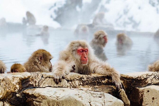1-Day Snow Monkeys, Zenko-ji Temple & Sake in Nagano - Lunch before the forest trail