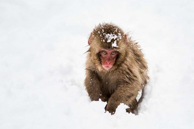 1-Day Snow Monkeys, Zenko-ji Temple & Sake in Nagano - Watching the macaques at close range