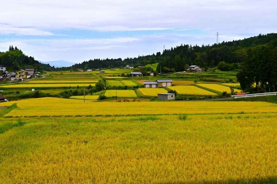1-Day Tour from Nagoya: Hiking the Historic Nakasendo Trail - Eight Kilometers Through Forest, Water, and Hills