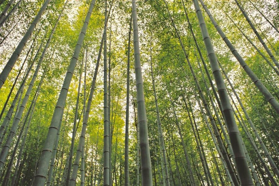 1-Day Tour from Nagoya: Hiking the Historic Nakasendo Trail - Magome, the Reward at the End of the Trail
