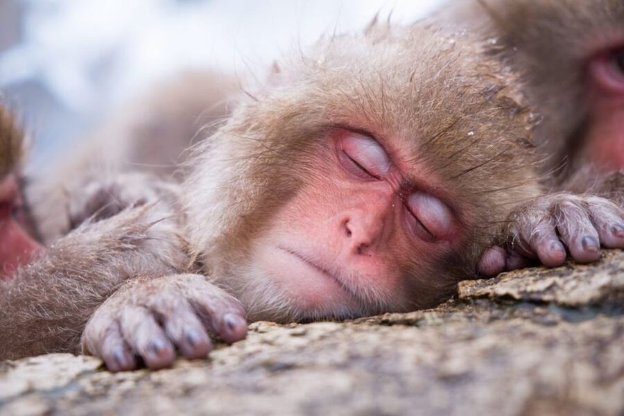 1 Day Tour: Snow Monkeys & Snow Fun in Shiga Kogen - Watching the Japanese macaques in their hot springs