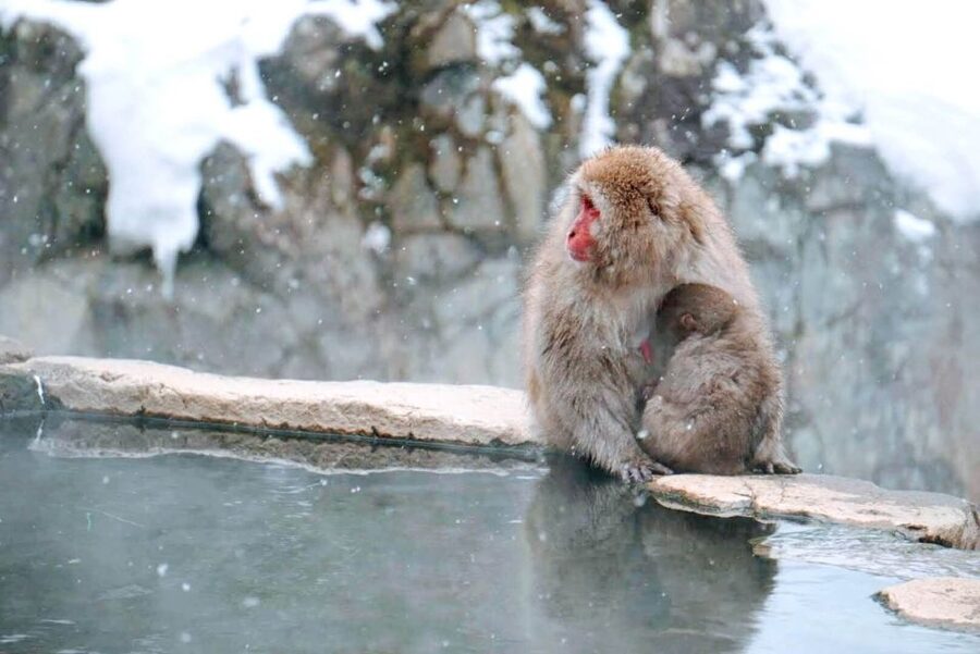 1 Day Tour: Snow Monkeys & Snow Fun in Shiga Kogen - How much value do you get for $165?