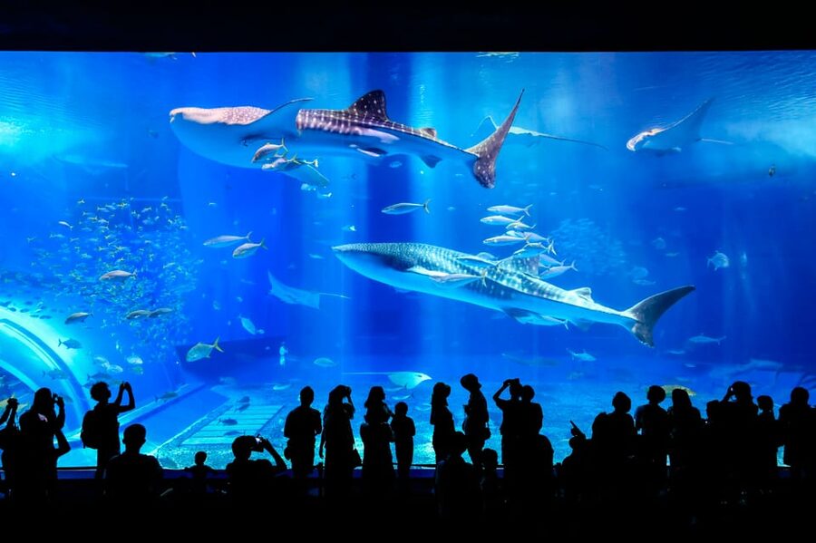 <1Dya Tour>Churaumi Aquarium, Cape Manzamo, American Village - Heat, timing, and access matter