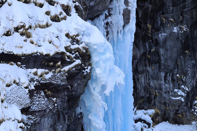 3.5hours Primeval Forest Snowshoe hike and Wildlife Watching Tour - Watching for Ezo Sika Deer and Ezo Red Foxes