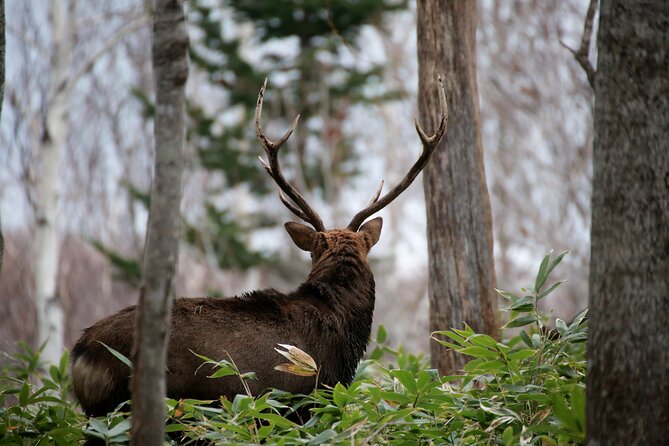 3.5hours Primeval Forest Snowshoe hike and Wildlife Watching Tour - What the $55.52 price gives you