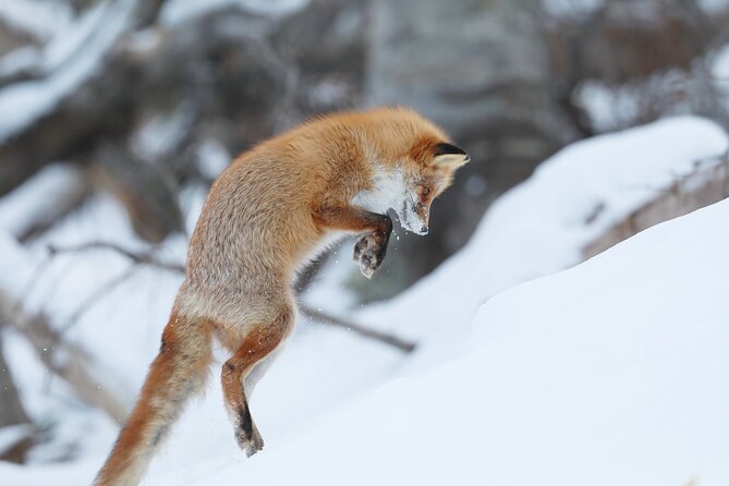 3.5hours Primeval Forest Snowshoe hike and Wildlife Watching Tour - Snowshoes, snow conditions, and the pace of the walk