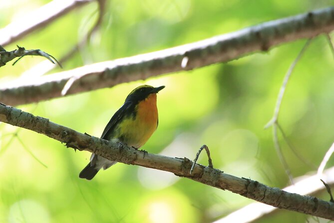 3hours Primeval Forest and Stunning Views of Cliff Trekking Tour - Why this forest walk feels different from ordinary sightseeing