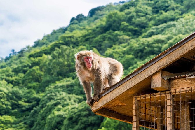 Afternoon Kyoto Bike Tour: Bamboo Forest, Monkeys & Hidden Spots - Why a bike is smart in Arashiyama