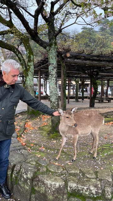 Amazing Hiroshima: Private City Tour with a Local Guide - Hondōri, Hiroshima Castle, and Shukkei-en Garden