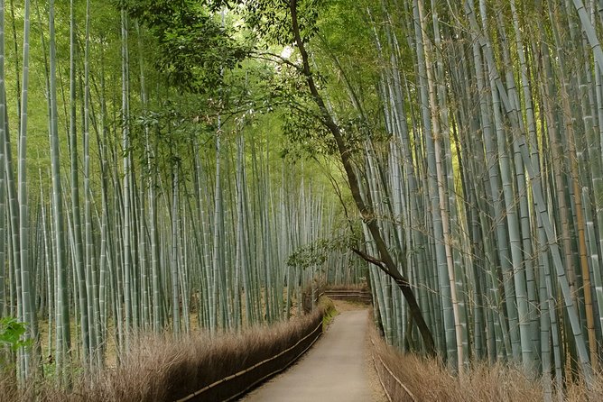 Arashiyama Bamboo Forest E-Biking Tour - What the guides add to the ride