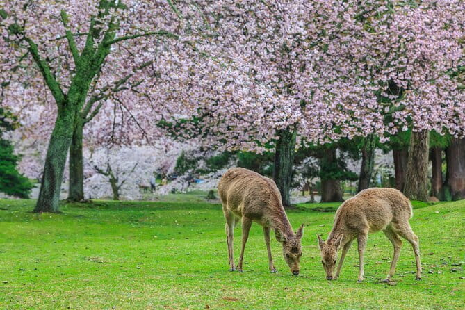 Early Half Day to Kyoto Highlights - Who should book this experience