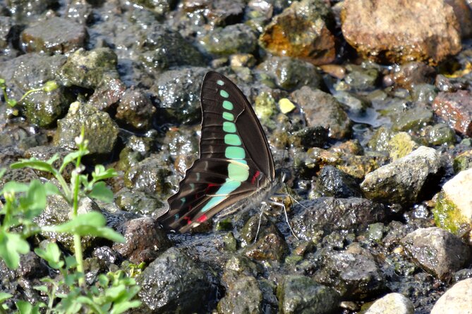 Easygoing Nature Walk in Hakone Tour - What the binoculars and handout add