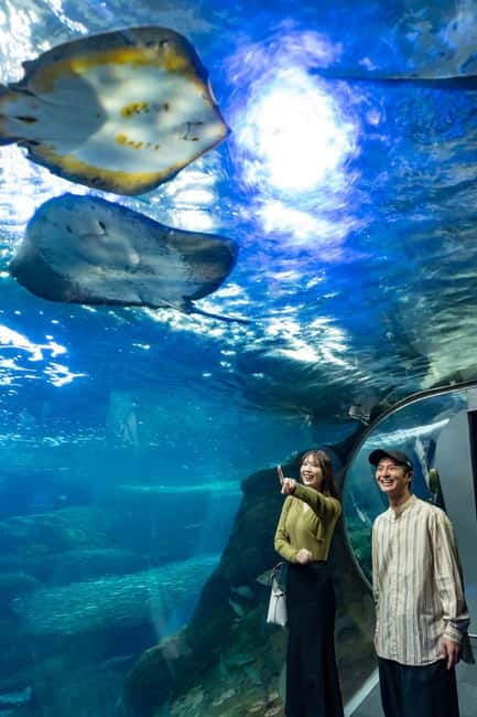 Enoshima Aquarium: Admission Ticket - Why the Sagami Bay opening matters