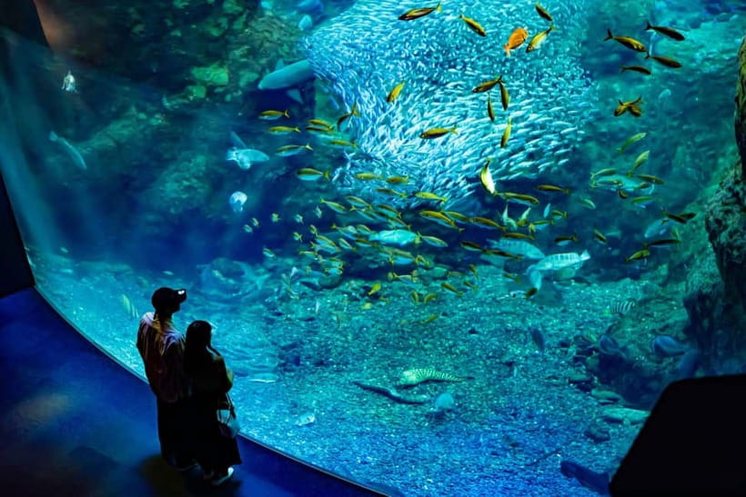 Enoshima Aquarium: Admission Ticket - Shows and programs add more than a walk through tanks