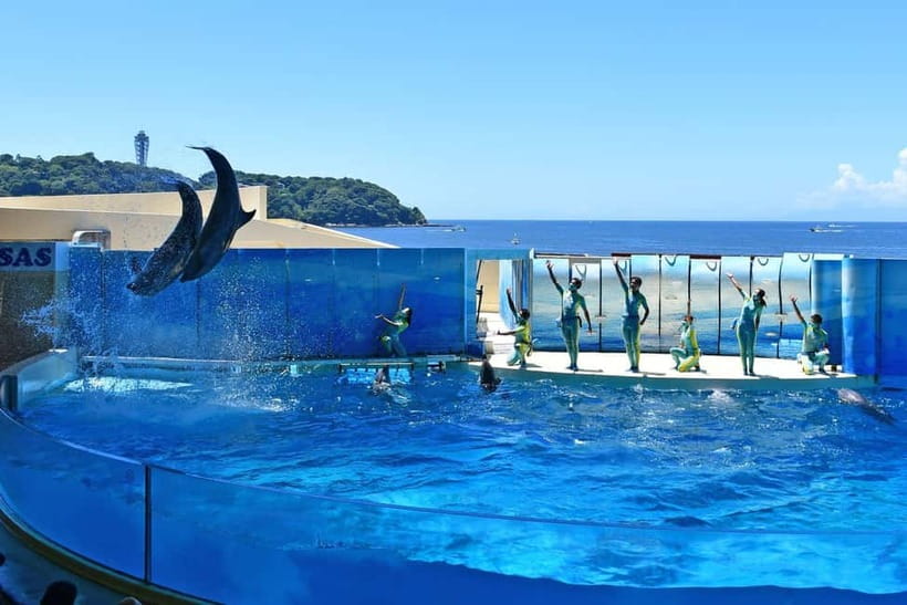 Enoshima Aquarium: Admission Ticket - Following the aquarium from local waters to the Pacific