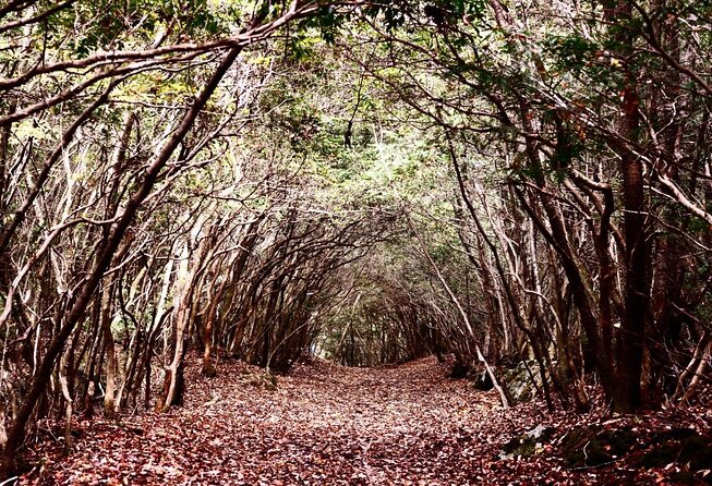 Explore Mt. Fuji Ice Cave in Aokigahara Forest - Key points at a glance
