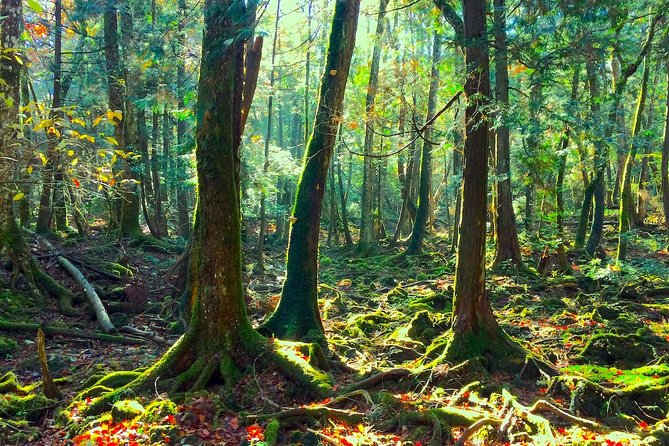 Explore Mt. Fuji Ice Cave in Aokigahara Forest - The one-hour cave section