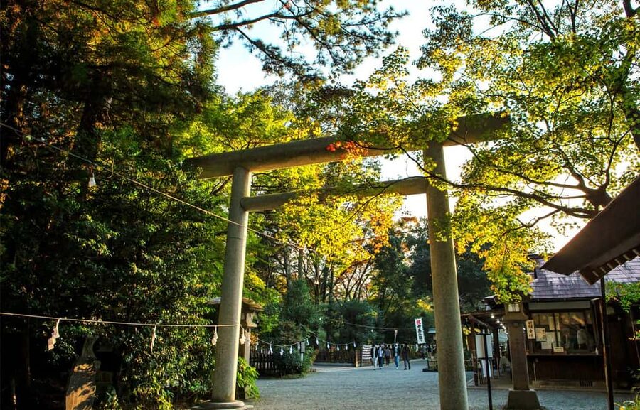 From Fukuoka: Miyazaki, Takachiho Gorge and Shrines Day Tour - What the bus ride is really like