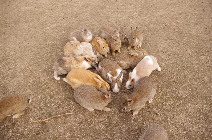 From Hiroshima: Rabbit Island and Takehara Town Tour - Why this day trip works so well