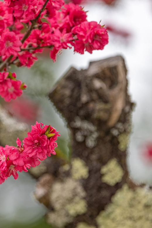 From Kanazawa/Toyama: Shirakawago and Takayama Day Tour - Should you book it?