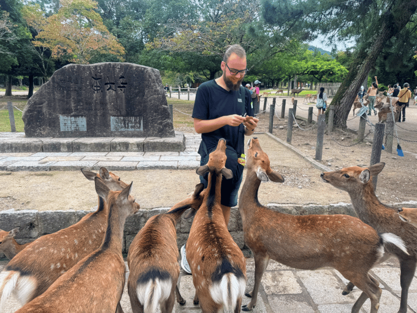 From Kyoto: Nara Guided Morning Tour - What the guide adds to the morning