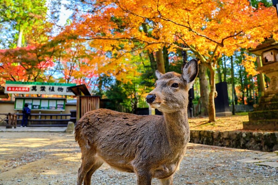 From Kyoto: Nara Guided Morning Tour - Cancellation and planning details