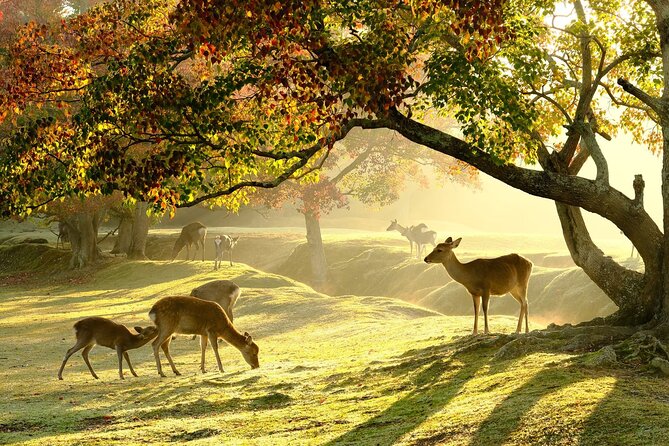 From Kyoto: Nara History Guided Half Day Bus Tour with lunch - Key points to know before booking