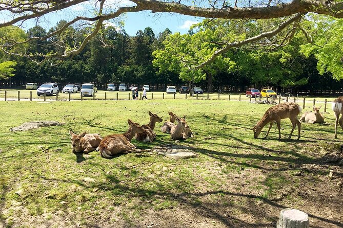 From Kyoto: Nara History Guided Half Day Bus Tour with lunch - Meeting Nara’s deer in the park