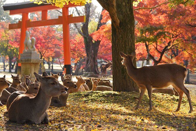 From Kyoto: Nara History Guided Half Day Bus Tour with lunch - Entering Todaiji and the Great Buddha