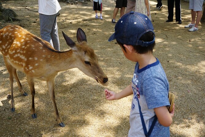 From Kyoto: Nara History Guided Half Day Bus Tour with lunch - What $78.83 includes in practical terms
