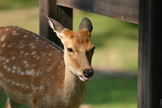 From Kyoto: Nara History Guided Half Day Bus Tour with lunch - Who should book this half-day outing