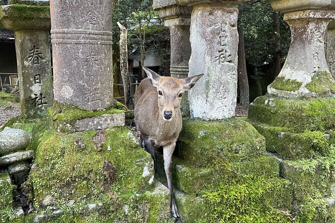 From Kyoto: Nara History Guided Half Day Bus Tour with Lunch - Kasuga Taisha and the quiet start to Nara
