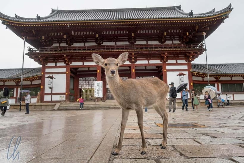 From Kyoto: Nara, Osaka & Kobe Day Trip – 3 Cities in 1 Day - Key points at a glance