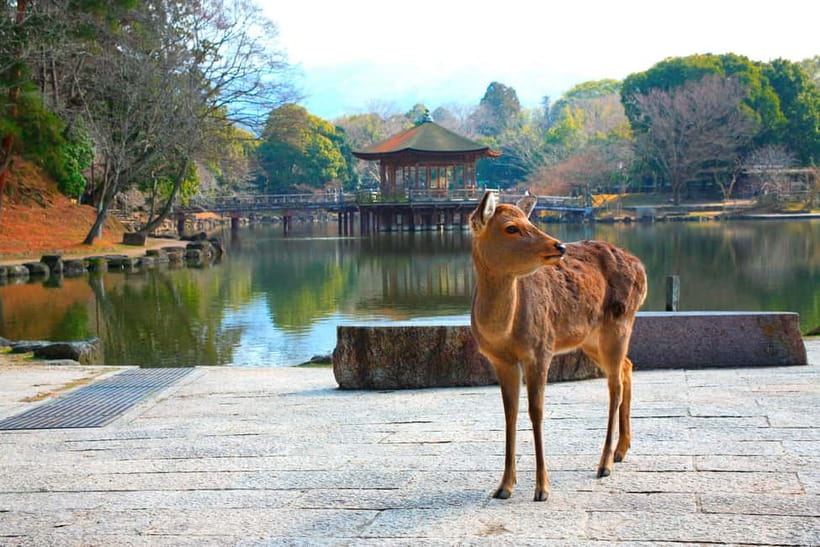From Kyoto: Nara, Osaka & Kobe Day Trip – 3 Cities in 1 Day - Starting early from Hotel Keihan Kyoto Grande