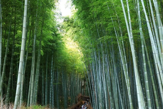 From Kyoto / Osaka: Kyoto Must-see Spots & Nara Park One Day Tour - Nara Park and the bowing deer
