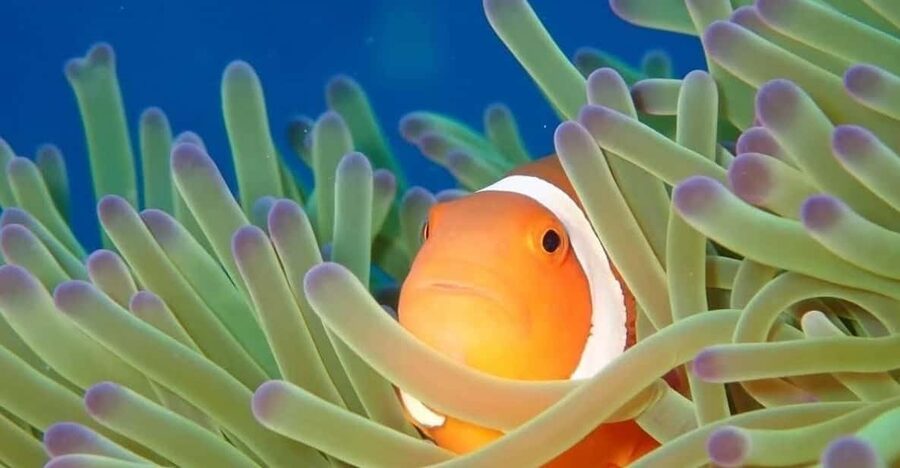 From Naha Scuba Diving Trip in Kerama(for certified divers) - Why Kerama National Park is worth a full day