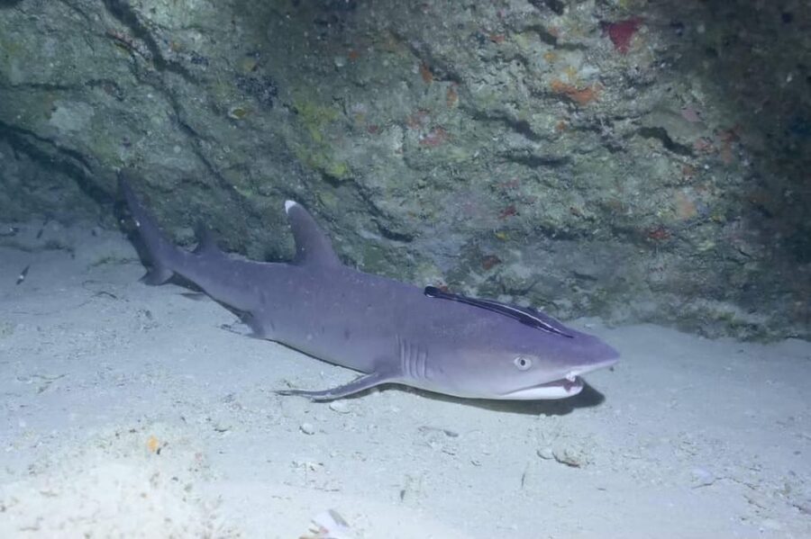 From Naha Scuba Diving Trip in Kerama(for certified divers) - The speedboat ride to the islands