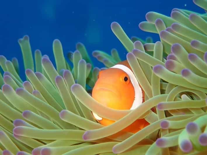 From Naha Scuba Diving Trip in Kerama(for certified divers) - The optional third session at 5,500 yen