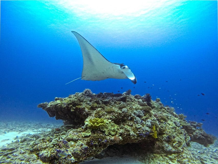 From Naha Scuba Diving Trip in Kerama(for certified divers) - The trip home and included photos