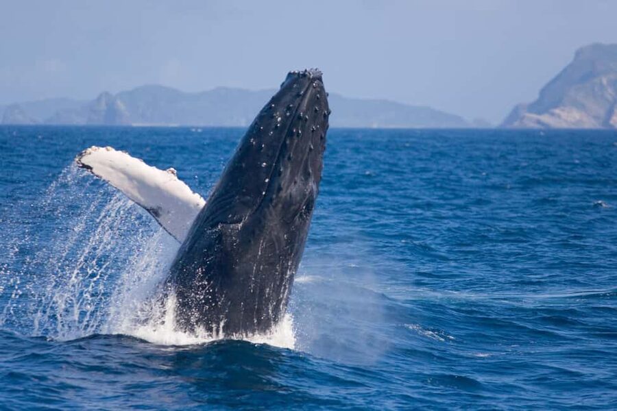 From Naha: Whale Watching with Pickup and English Guide - Key points to know before you book