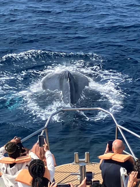 From Naha: Whale Watching with Pickup and English Guide - Why Okinawa is a good place to watch humpback whales