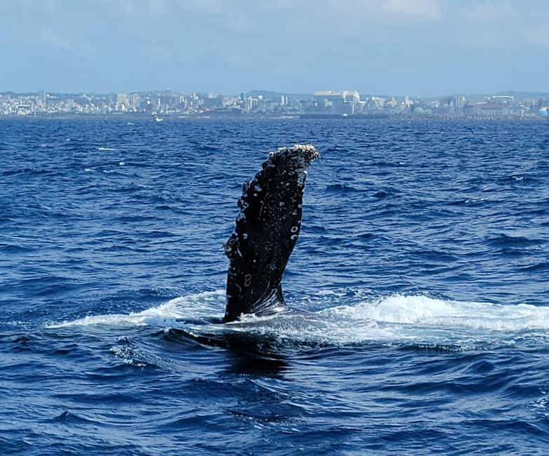 From Naha: Whale Watching with Pickup and English Guide - What the three-hour boat outing feels like