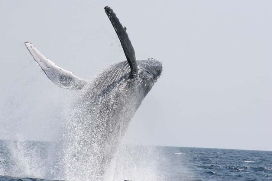 From Naha: Whale Watching with Pickup and English Guide - The English guide and the phone-based whale lessons