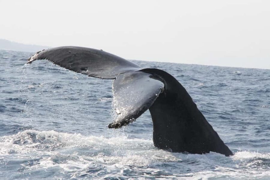 From Naha: Whale Watching with Pickup and English Guide - The seasonal whale guarantee needs careful checking