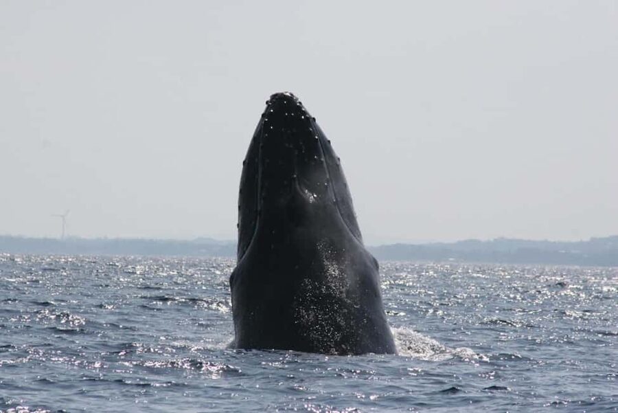 From Naha: Whale Watching with Pickup and English Guide - Pickup choices around central Naha