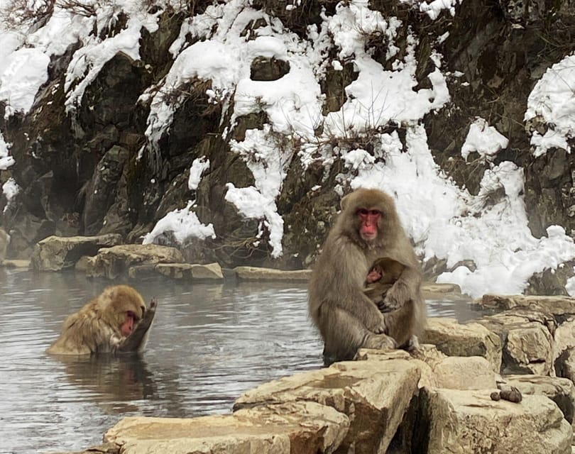 From Nozawa Onsen: Snow Monkeys and Zenko-ji Day Trip & Sake - The bus time and what it means for value