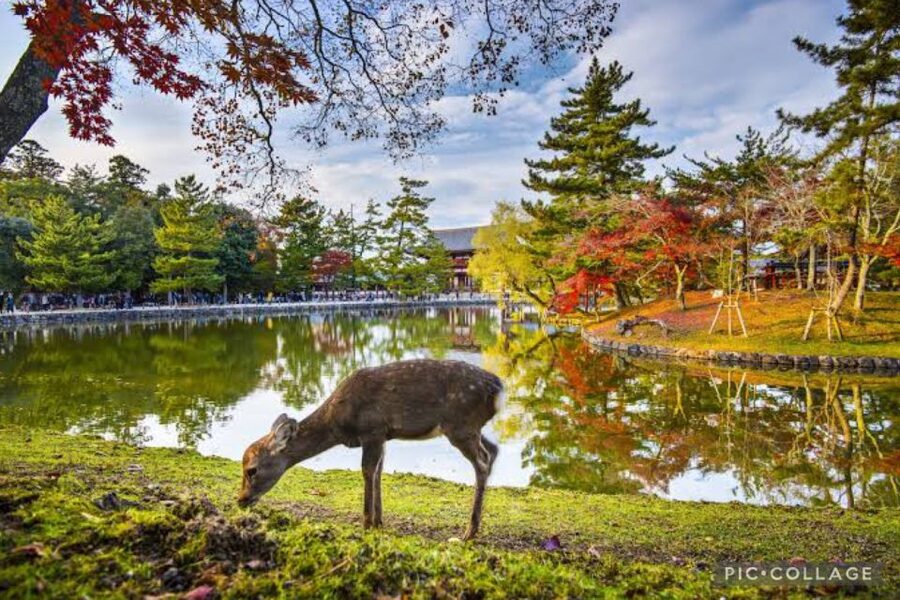 From Osaka/Kyoto: Private Kyoto & Nara Day Trip with Pickup - What your driver-host actually does