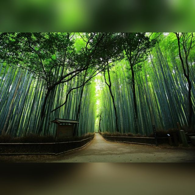 From Osaka/Kyoto: Private Kyoto & Nara Day Trip with Pickup - Nara Park and the deer